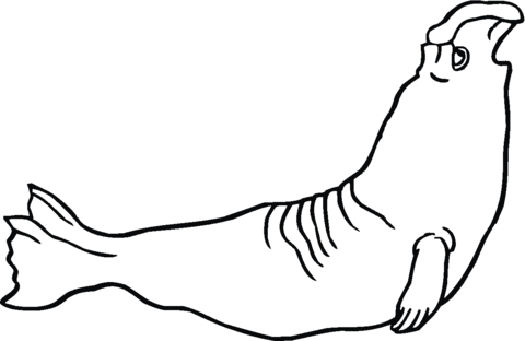 Elephant Seal Coloring Page